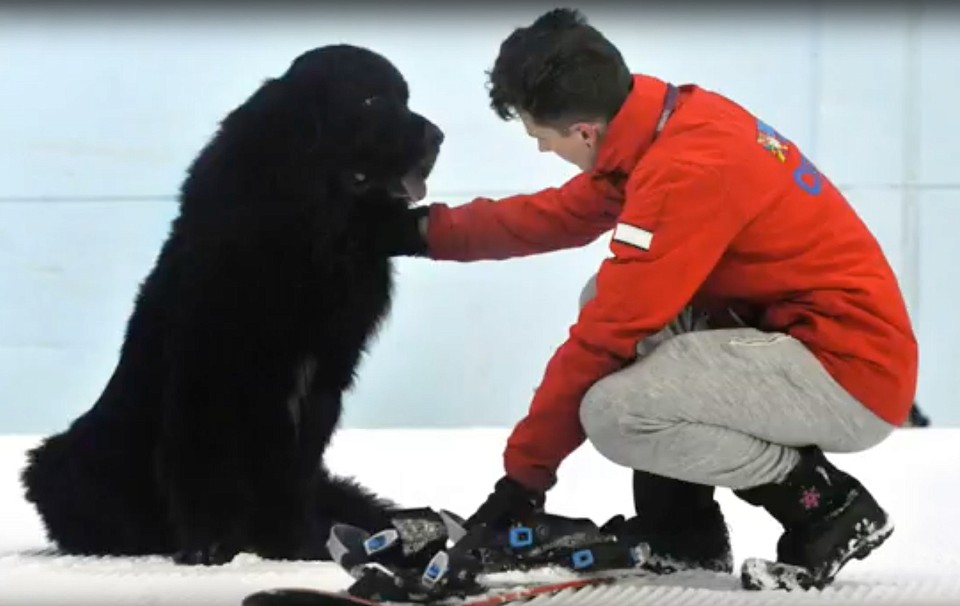 Buddy the Snowboarding Dog